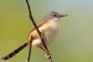 Roodvleugelprinia - Heliolais erythropterus